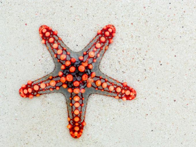 aerial-view-starfish-sand